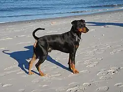 Немецкий пинчер