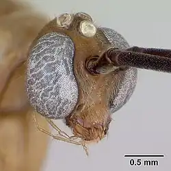 Голова самца сбоку