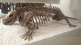 Скелет D. sideropelicus, Американский музей естественной истории