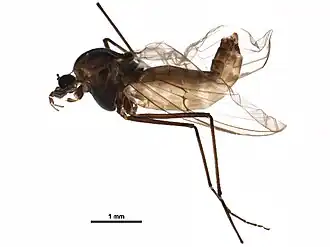 Diamesa nr. hyperborea