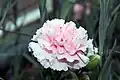 Гвоздика садовая (Dianthus caryophyllus) 'Malea'