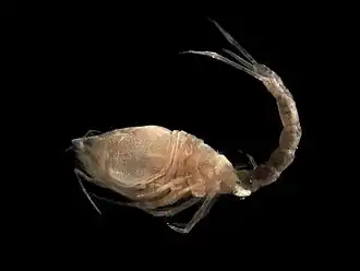 Кумовый рак Diastylis laevis