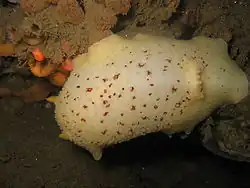 Diaulula nobilis из Discodorididae