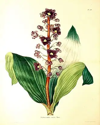 Dichorisandra aubletiana