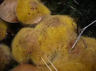 Dicranophora fulva на Suillus bovinus