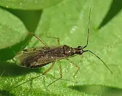 Dicyphus errans