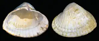 Раковина из голоценовых отложений Каспийского моря (Дагестан)