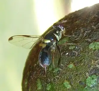 Dacus ciliatus