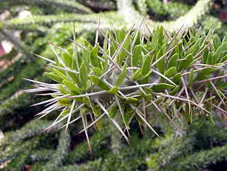 Дидиерея Тролля (Didierea trollii)