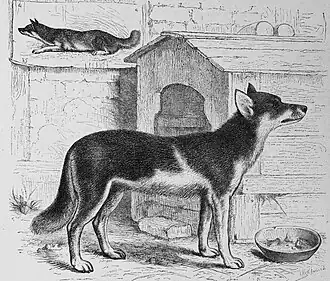 Чукотская ездовая