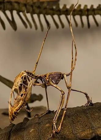 Смонтированный скелет диморфодона