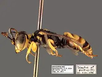 Оса Dinetus pictus