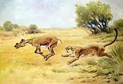 Охотящийся диниктис, семейство нимравиды