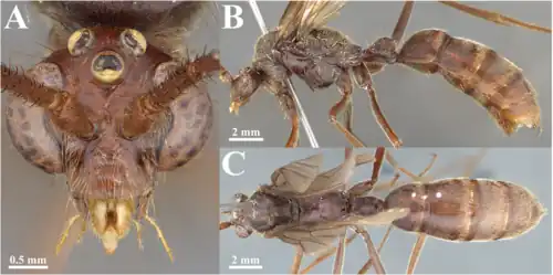 Самец Dinoponera sp.