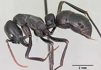 Вид в профиль