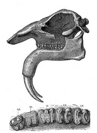 Deinotherium