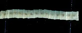 Фрагмент тела половозрелого червя