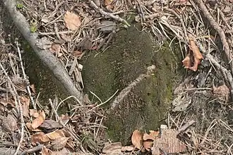 Дифисциум листоватый