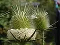 Dipsacus laciniatus