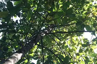 Dipterocarpus hispidus в Королевском ботаническом саду в Перадении