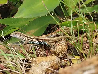 Гигантская, или североамериканская амейва(Ameiva ameiva)