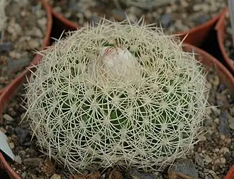 Discocactus zehntneri subsp. boomianus