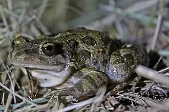 Расписная дискоязычная лягушка