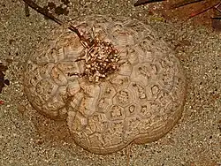 Крупный клубнеподобный стебель диоскореи слоновой, растущей в ботаническом саду виллы Дураццо-Паллавичини в Генуе.