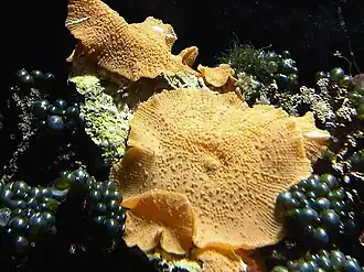 Discosoma nummiforme