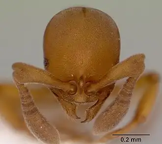 Голова муравья Discothyrea antarctica