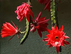 Disocactus ackermannii