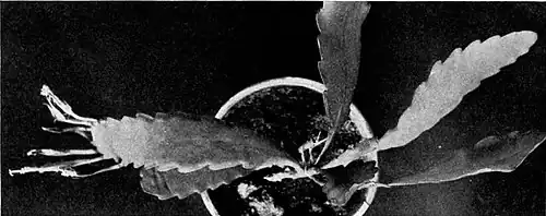 Disocactus eichlamii