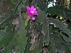 Disocactus macdougallii