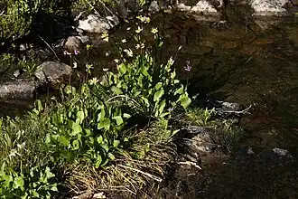 Группа цветущих растений в заповеднике Henry M. Jackson Wilderness[англ.], штат Вашингтон