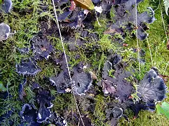 Пельтигера собачья