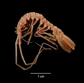 Dolichiscus profundus