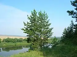 Сосны на Донском берегу