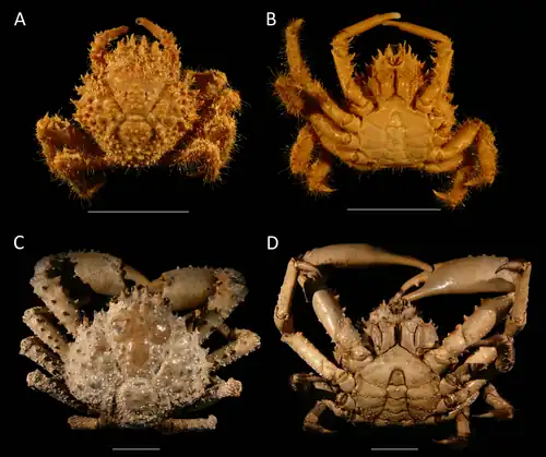 Maguimithrax spinosissimus