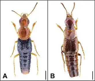 A. Malaisdius ruficeps, B. Malaisdius smetanai. Самки