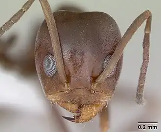 Dorymyrmex brunneus