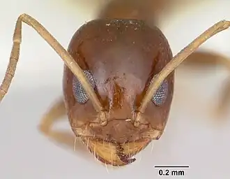 Dorymyrmex lipan