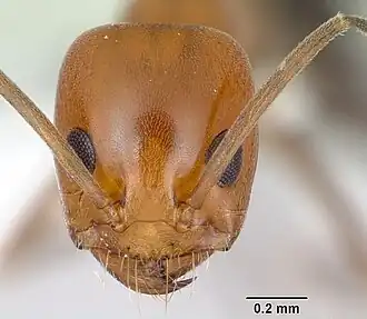 Dorymyrmex pyramicus