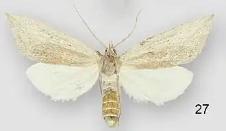 Doryodes reineckei