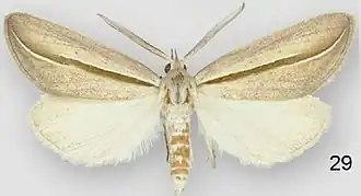 Doryodes tenuistriga