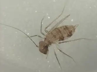 Dorypteryx longipennis