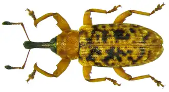 Dorytomus taeniatus