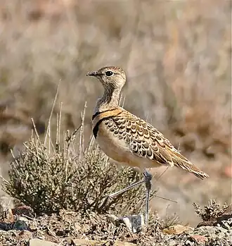 Двухполосый бегунок (Rhinoptilus africanus)