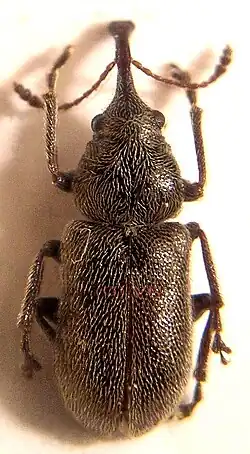 Doydirhynchus austriacus