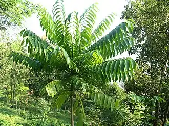 Dracontomelon dao, молодое растение (ботанический сад в городе Луангпхабанг, Лаос)