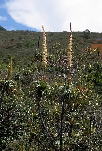 Dracophyllum verticillatum, типовой вид рода. Новая Каледония